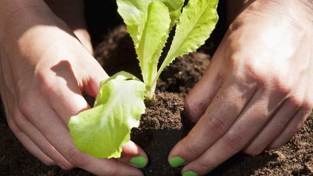 Salat kann ab Mitte April gepflanzt werden.