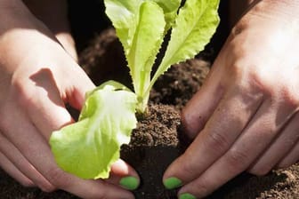 Salat kann ab Mitte April gepflanzt werden.