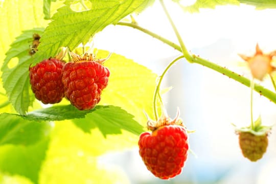 Herbsthimbeeren sind robuster und damit pflegeleichter als die Sommervariante.