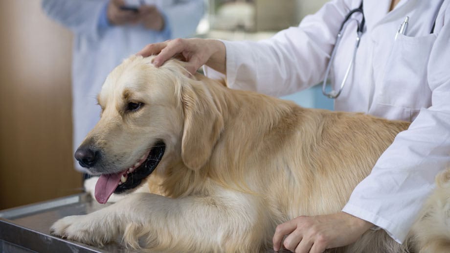 Auch ein gutmütiger Golden Retriever kann nach der Kastration plötzlich verhaltensauffällig werden.