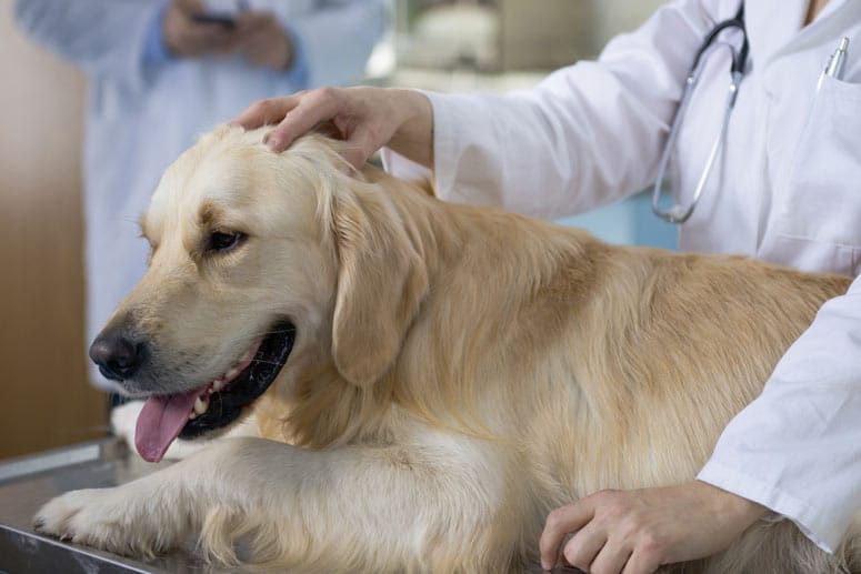 Auch ein gutmütiger Golden Retriever kann nach der Kastration plötzlich verhaltensauffällig werden.