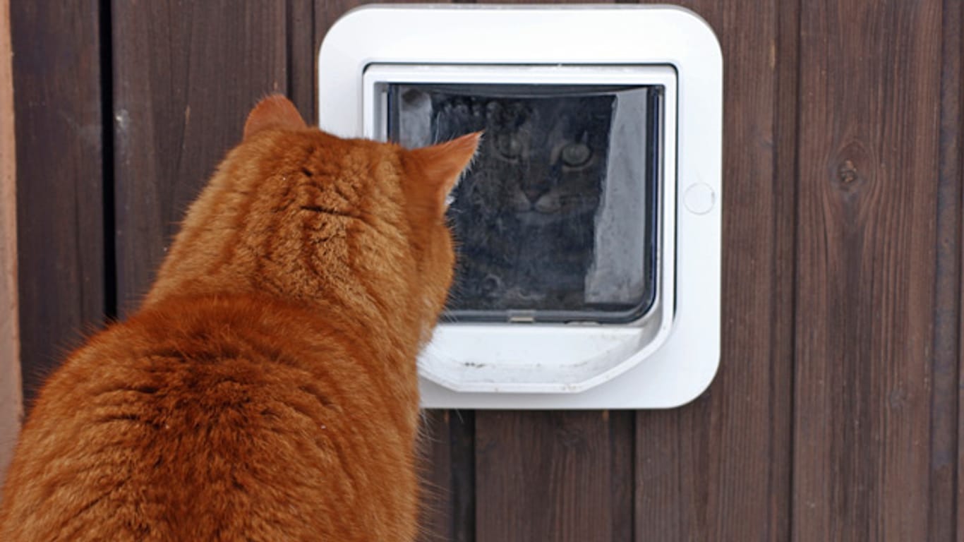 Nicht nur Katzen können durch die Katzenklappe ins Haus gelangen.