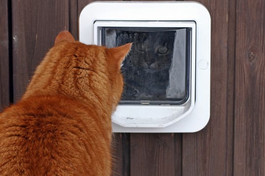 Nicht nur Katzen können durch die Katzenklappe ins Haus gelangen.