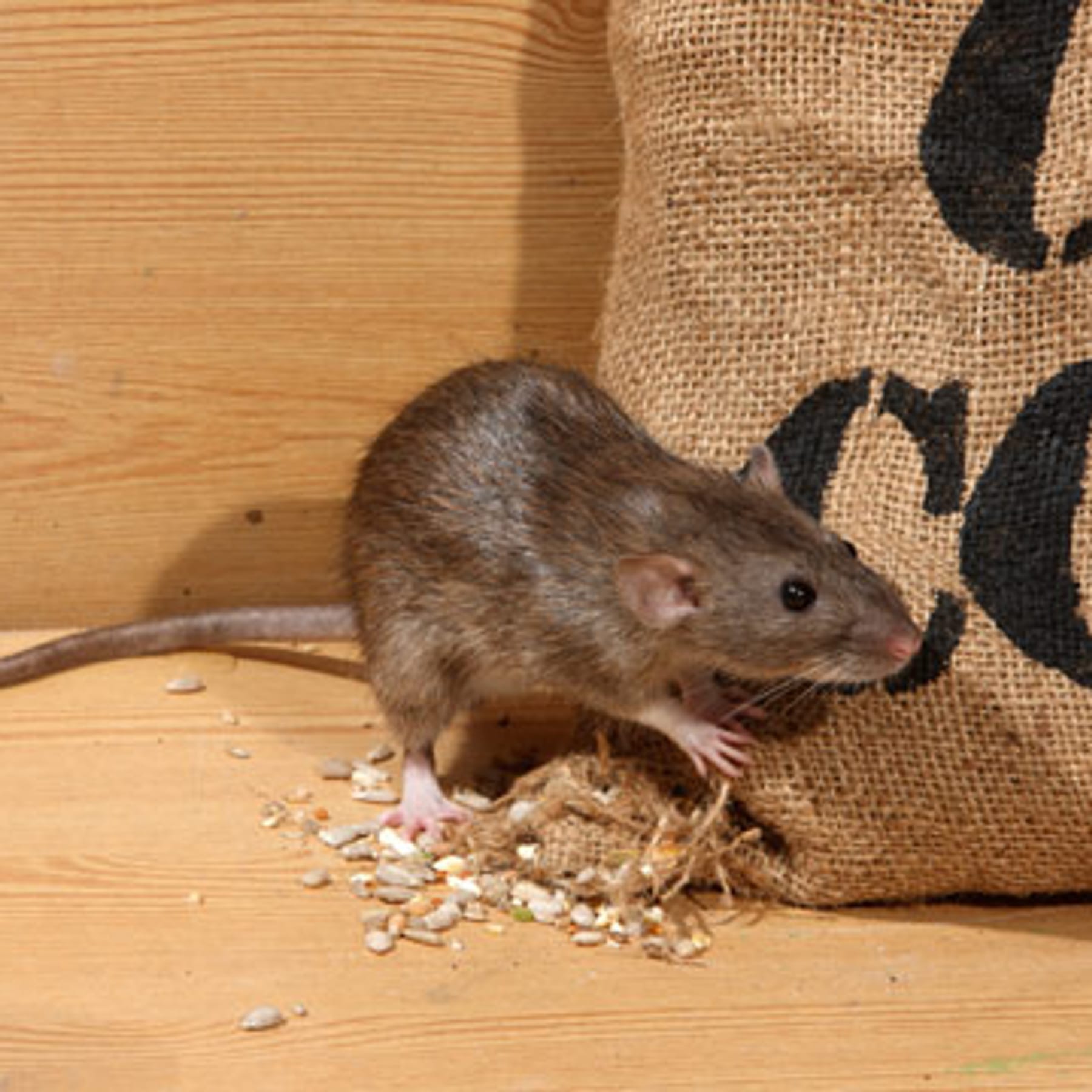 Ratten vertreiben: Mit diesen Hausmitteln werden Sie sie los