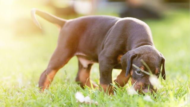 Nicht alles, was Hunde im Garten oder auf der Wiese frisst, ist auch bekömmlich. Bestimmte Pflanzen sind sogar giftig für sie und können zum Tod führen.