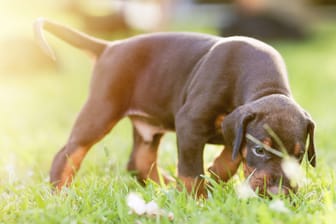 Nicht alles, was Hunde im Garten oder auf der Wiese frisst, ist auch bekömmlich. Bestimmte Pflanzen sind sogar giftig für sie und können zum Tod führen.