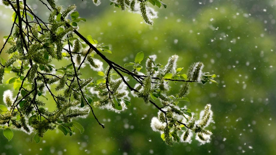 Pollenflug: Erste-Hilfe-Tipps bei Heuschnupfen