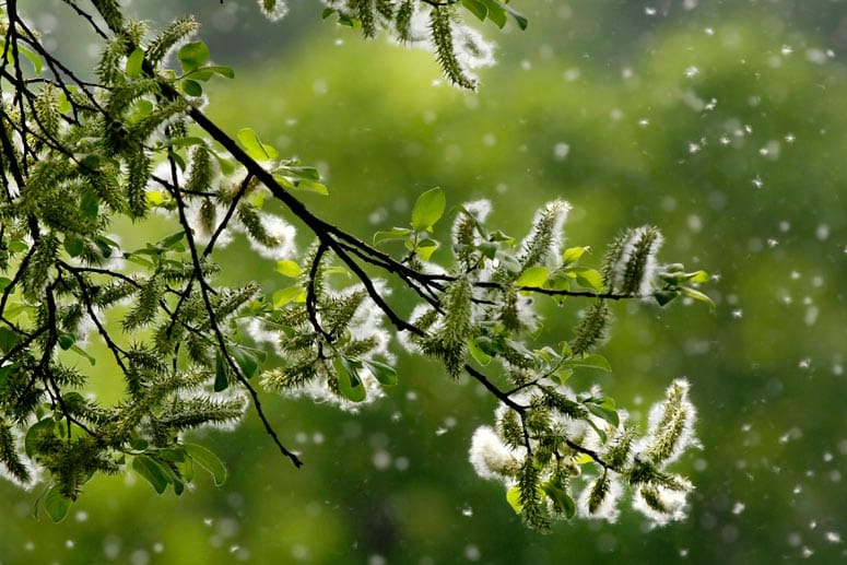 Pollenflug: Erste-Hilfe-Tipps bei Heuschnupfen