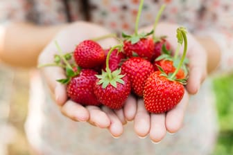 Erdbeeren schmecken lecker, sehen hübsch aus und sind gesund.