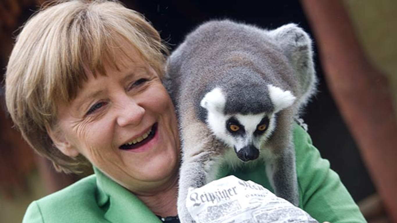 Bundeskanzlerin Angela Merkel amüsiert sich über einen gefräßigen Katta.