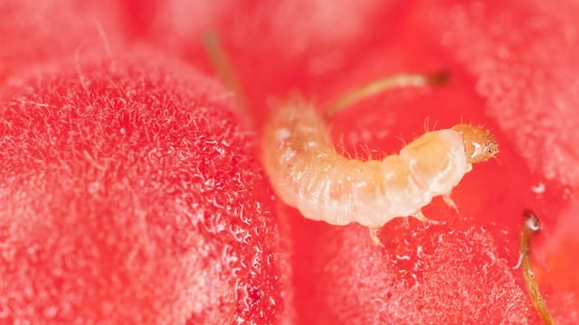 Herbsthimbeeren bleiben wegen ihrer späten Blüte von den Larven des Himbeerkäfers verschont.