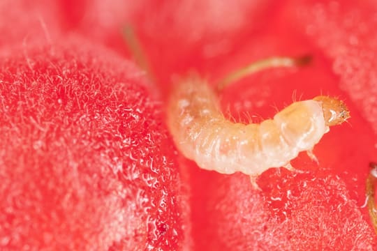 Herbsthimbeeren bleiben wegen ihrer späten Blüte von den Larven des Himbeerkäfers verschont.