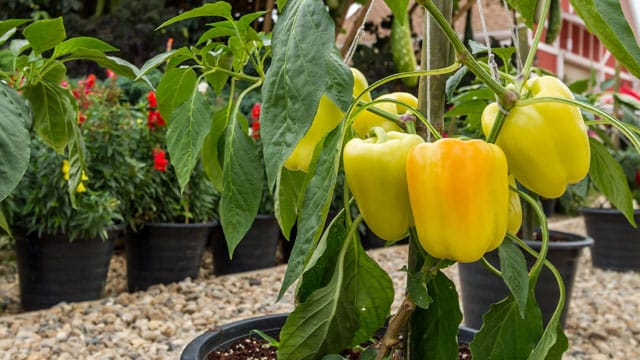 Ob im Topf oder im Garten: Paprikapflanzen können ins Freie, wenn es keine Nachtfröste mehr gibt.