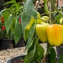 Paprika pflanzen: Pflege auf dem Balkon und im Garten – Tipps und Tricks