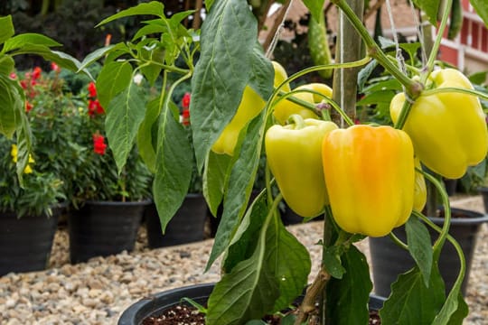 Ob im Topf oder im Garten: Paprikapflanzen können ins Freie, wenn es keine Nachtfröste mehr gibt.