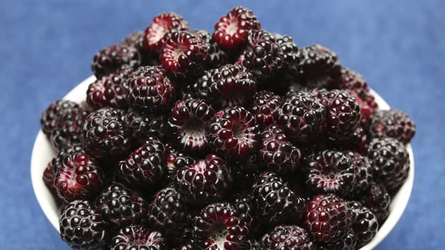 Schwarze Himbeeren sind im Unterschied zu Brombeeren innen hohl, da die Rispe beim Pflücken an der Pflanze bleibt.