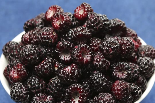 Schwarze Himbeeren sind im Unterschied zu Brombeeren innen hohl, da die Rispe beim Pflücken an der Pflanze bleibt.