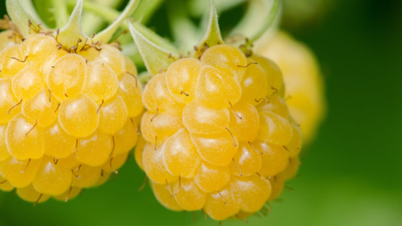 Gelbe Himbeeren sind eine besondere Züchtung, die aber ebenso gut schmecken wie ihre roten Verwandten.