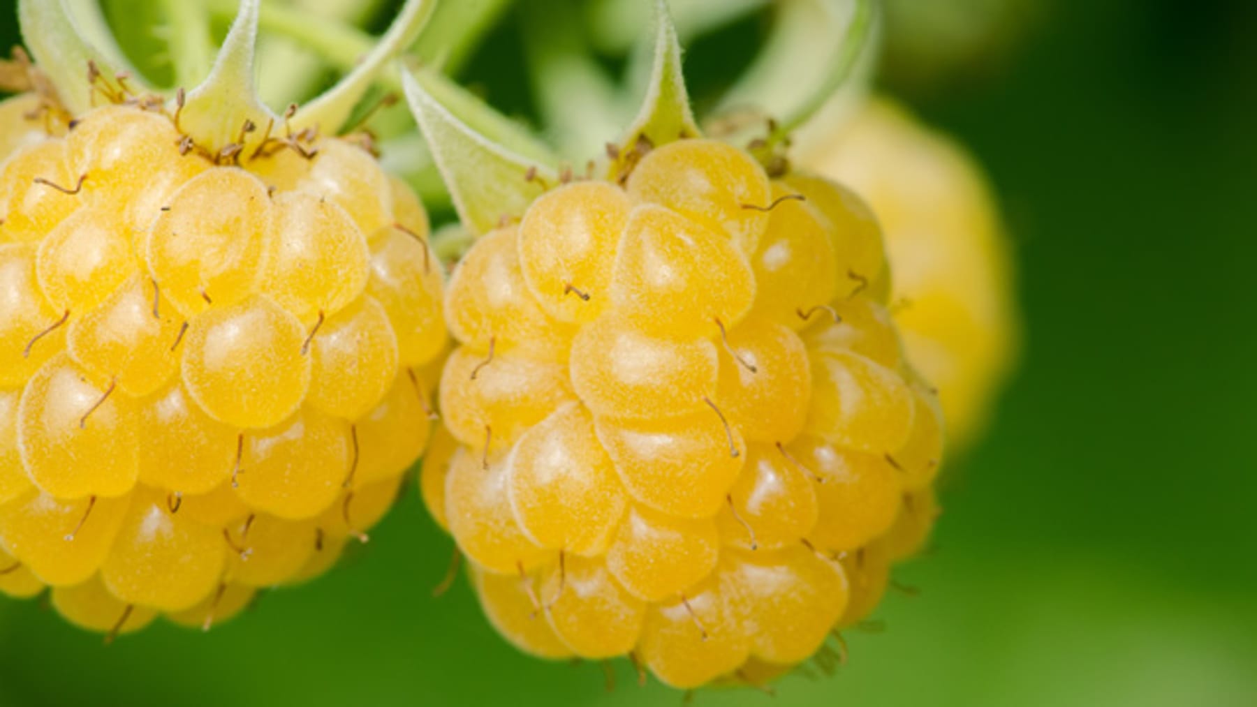 Gelbe Himbeeren für den Garten Sorten