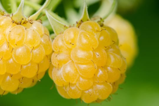 Gelbe Himbeeren sind eine besondere Züchtung, die aber ebenso gut schmecken wie ihre roten Verwandten.