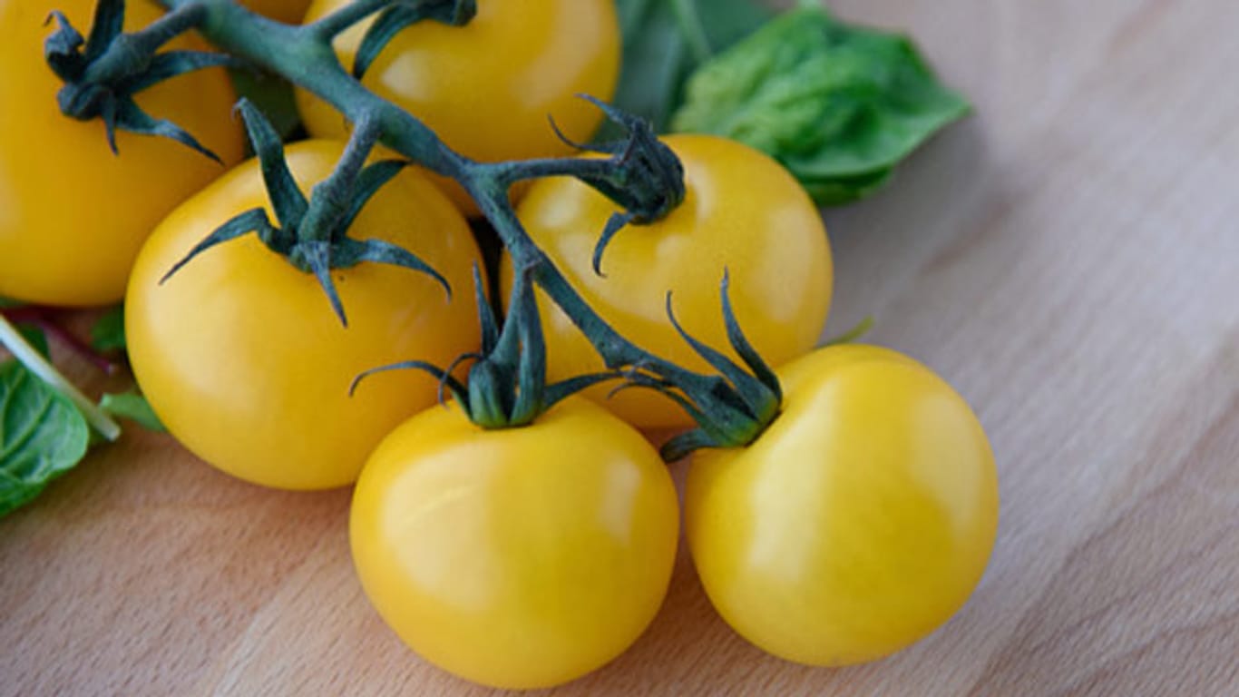 Dank ihrer schönen Farbe und ihres süßen Geschmacks eignen sich gelbe Tomaten vor allem für Salate oder als Snack für zwischendurch.