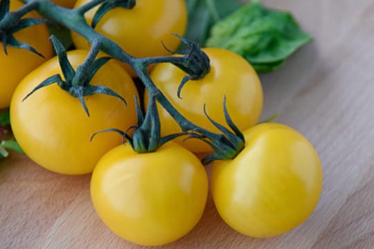 Dank ihrer schönen Farbe und ihres süßen Geschmacks eignen sich gelbe Tomaten vor allem für Salate oder als Snack für zwischendurch.