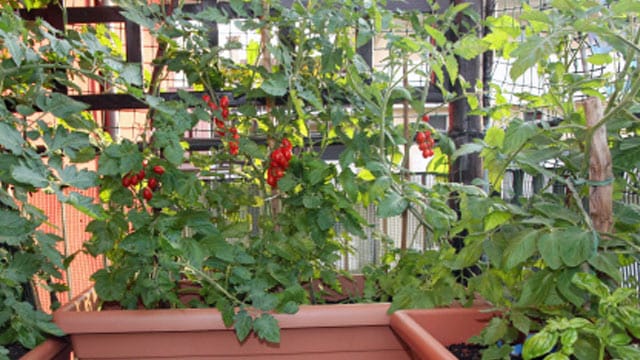 Cherrytomaten schmecken sehr lecker und sind einfach anzubauen auf dem Balkon oder im Garten.