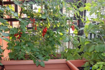 Cherrytomaten schmecken sehr lecker und sind einfach anzubauen auf dem Balkon oder im Garten.