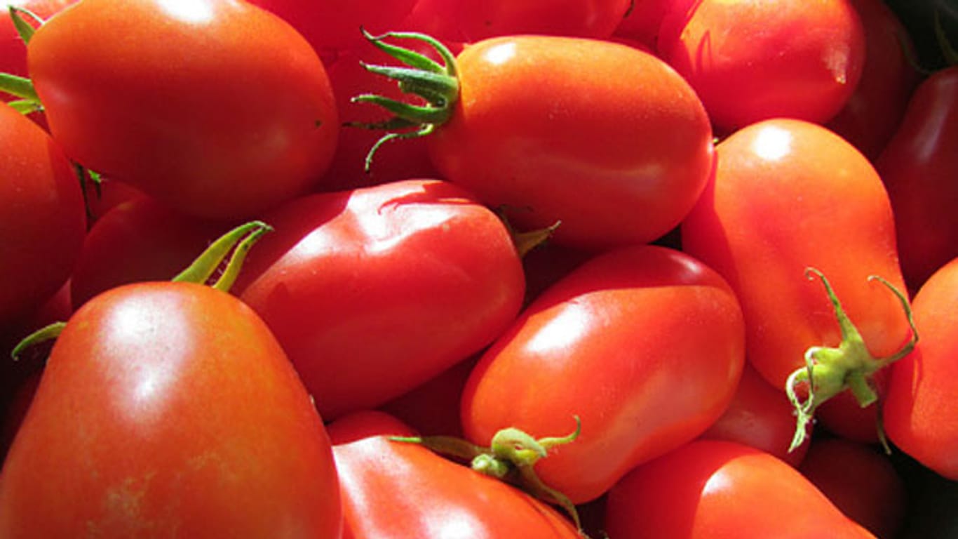 Die länglichen, mittelgroßen Früchte der Roma-Tomaten eignen sich besonders gut für Suppen und Saucen.