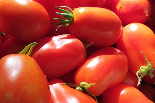 Die länglichen, mittelgroßen Früchte der Roma-Tomaten eignen sich besonders gut für Suppen und Saucen.