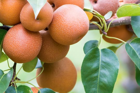 Die japanische Nashi-Birne ähnelt sich optisch eher einem Apfel als einer Birne und hat ein Apfel-Aroma.