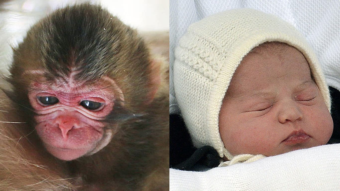 Das Affenbaby Charlotte und die kleine Prinzessin Charlotte.