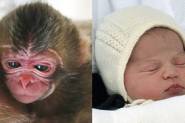 Das Affenbaby Charlotte und die kleine Prinzessin Charlotte.