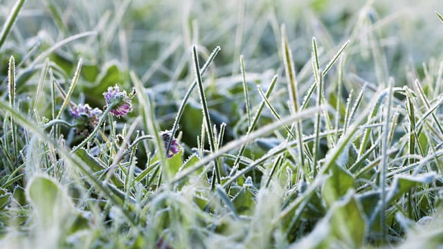 Ein Graus für Landwirte und Hobbygärtner: Wenn es Mitte Mai plötzlich fröstelt.