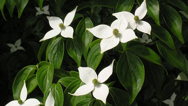 Der Blumenhartriegel der Art Cornus kousa entwickelt Hochblätter, die wie Blüten aussehen.