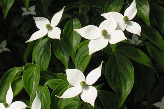 Der Blumenhartriegel der Art Cornus kousa entwickelt Hochblätter, die wie Blüten aussehen.