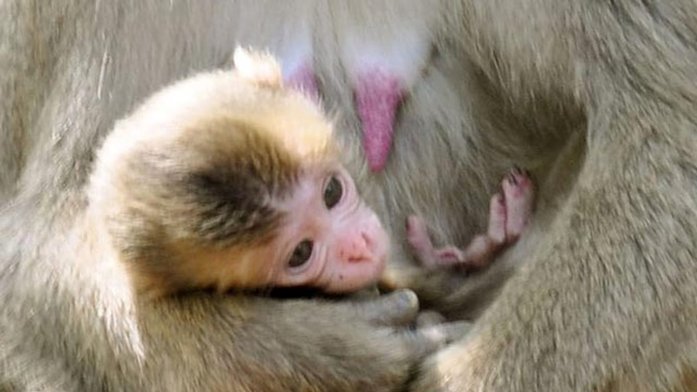 Die Namenswahl eines Affenbabys hat in Japan einen Sturm der Entrüstung ausgelöst.