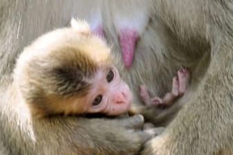 Die Namenswahl eines Affenbabys hat in Japan einen Sturm der Entrüstung ausgelöst.