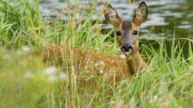 Rehe sind Vegetarier und essen verschiedenste Gräser.