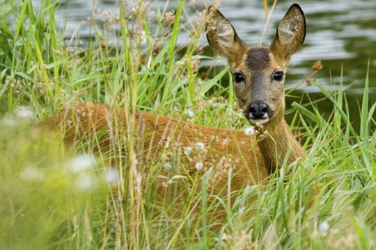 Rehe sind Vegetarier und essen verschiedenste Gräser.