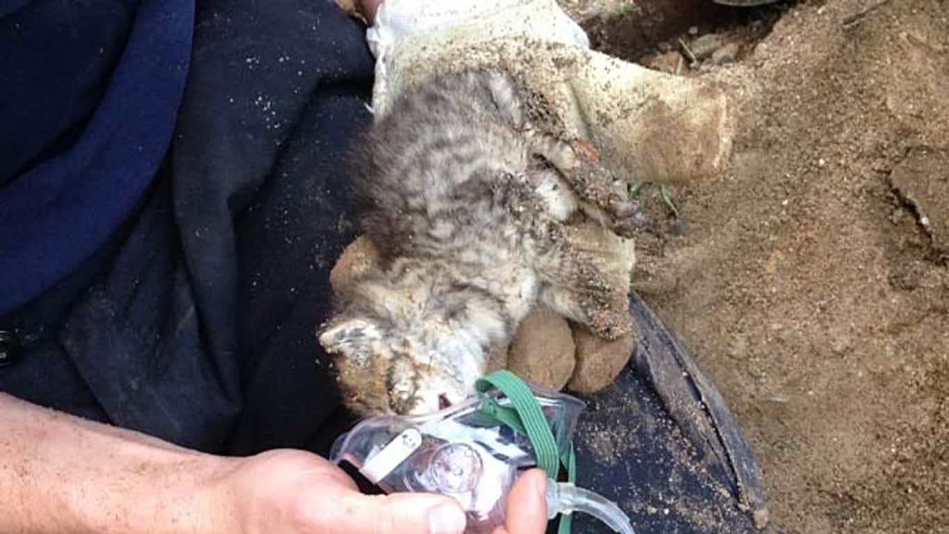 Nacht Tagen unter der Erde gerettet: Ein Feuerwehrmann gibt der befreiten jungen Katze eine Sauerstoffmaske.