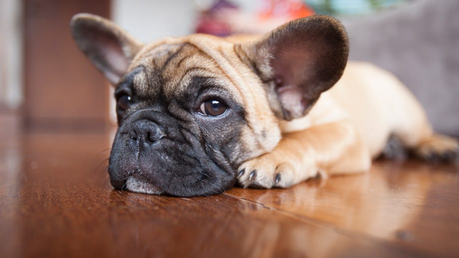 Die Französische Bulldogge zeichnet sich durch ihren ruhigen, empfindsamen Charakter aus.