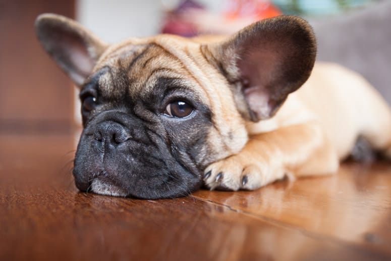 Die Französische Bulldogge zeichnet sich durch ihren ruhigen, empfindsamen Charakter aus.