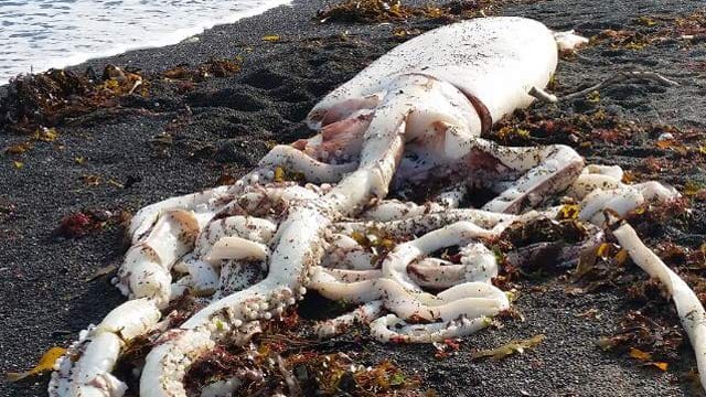 Der Kadaver des gigantischen Kalmars am Strand von Kaikoura. Dort haben sie Erfahrung mit den Riesentieren. Der Kadaver des gigantischen Kalmars am Strand von Kaikoura. Dort haben sie Erfahrung mit den Riesentieren.