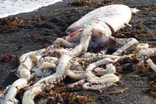 Der Kadaver des gigantischen Kalmars am Strand von Kaikoura. Dort haben sie Erfahrung mit den Riesentieren.