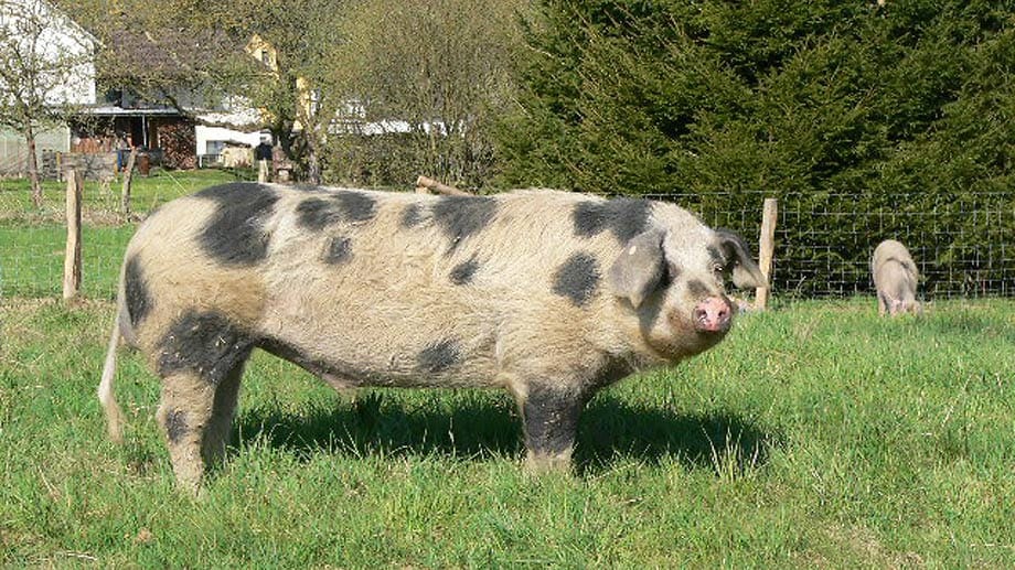 Das Bunte Bentheimer Schwein war fast ausgestorben. Seit einiger Zeit wird es wieder gezüchtet.