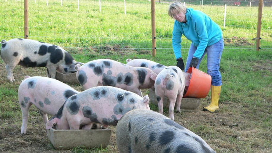 Die Schweine lässt Züchter Luckenbach nach Naturland-Richtlinien draußen aufwachsen, sie erhalten gutes Futter statt Medikamentencocktails.