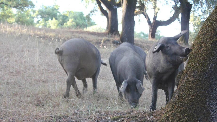 Schon lange ein Klassiker: Die südspanischen Ibérico-Schweine wachsen halbwild meist in Eichenhainen auf und werden mit Eicheln und Kräutern gefüttert.
