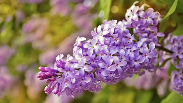 In der Blumensprache symbolisieren die zarten Fliederblüten den Beginn einer Liebe.