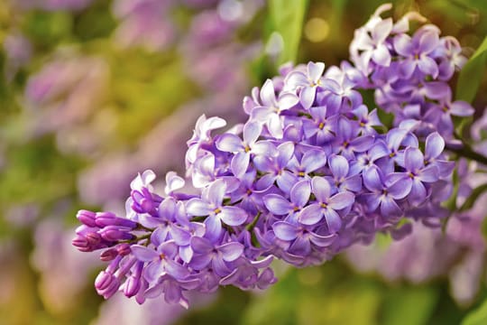 In der Blumensprache symbolisieren die zarten Fliederblüten den Beginn einer Liebe.